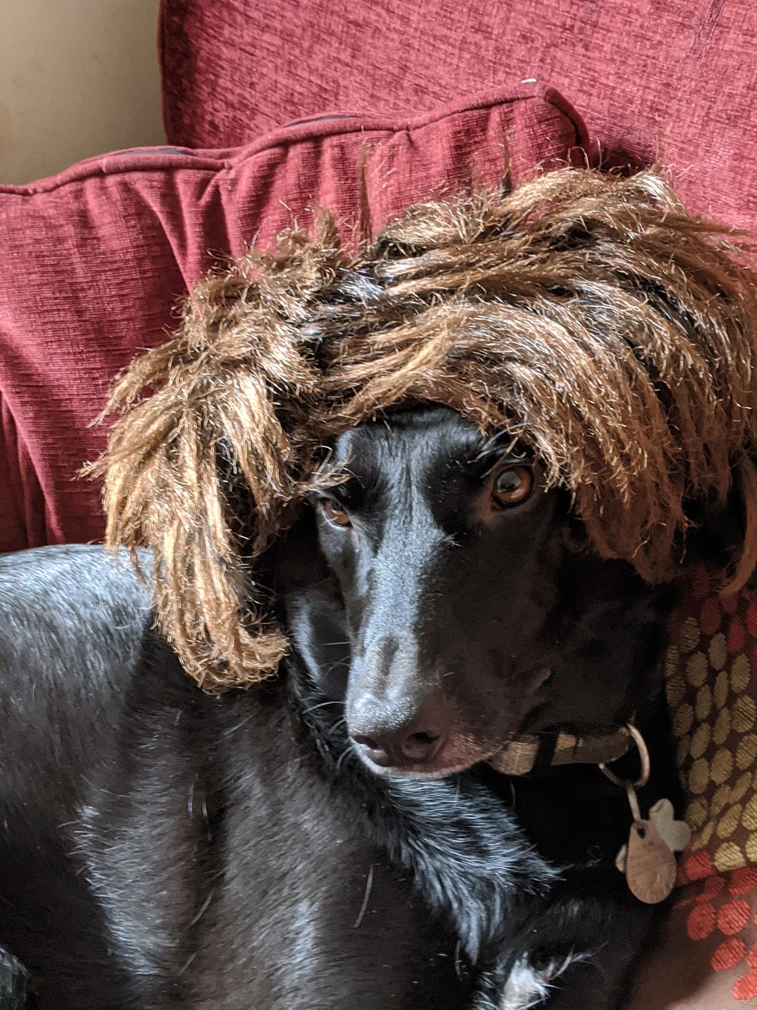 dog Grow it out