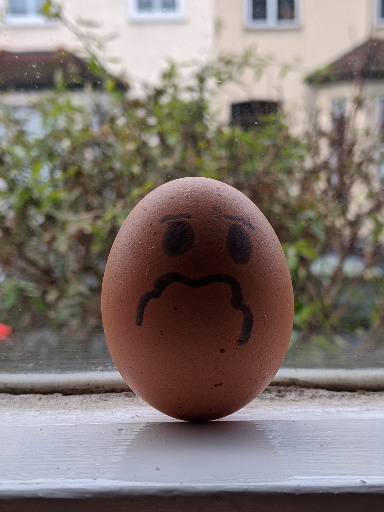 egg bad haircut